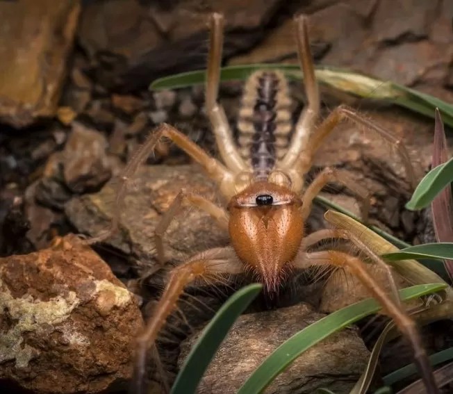 Camel Spider Species Profile