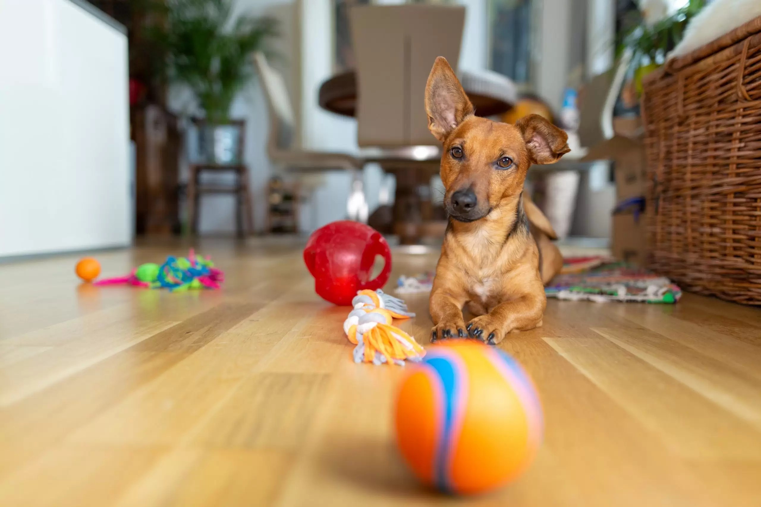 6 Ways To Keep Your Dog Comfortable Indoors