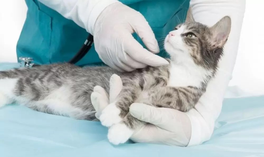 Cat Disease Deadly Viral Disease