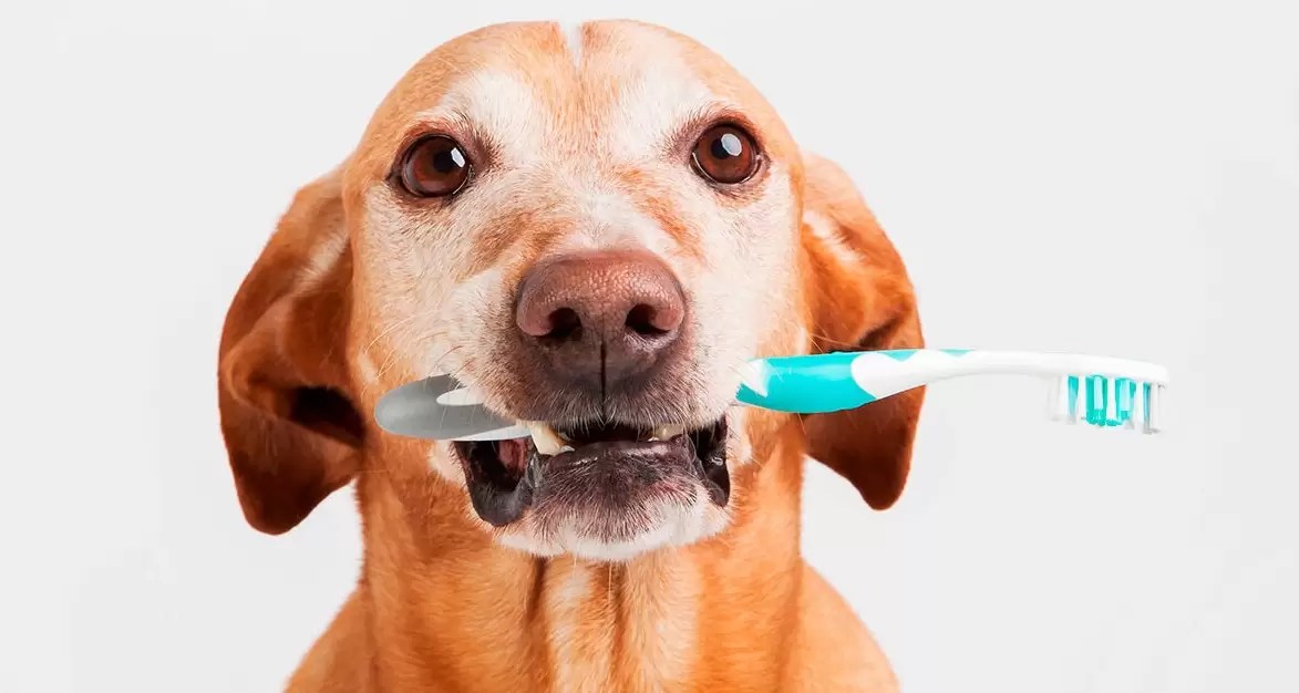 Bad Breath in Dogs What to Do If Your Dog Stinks From Its Mouth