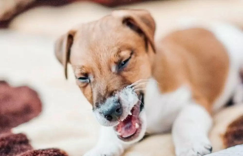 When the Dog Coughs Which Home Remedies Help the Dog?