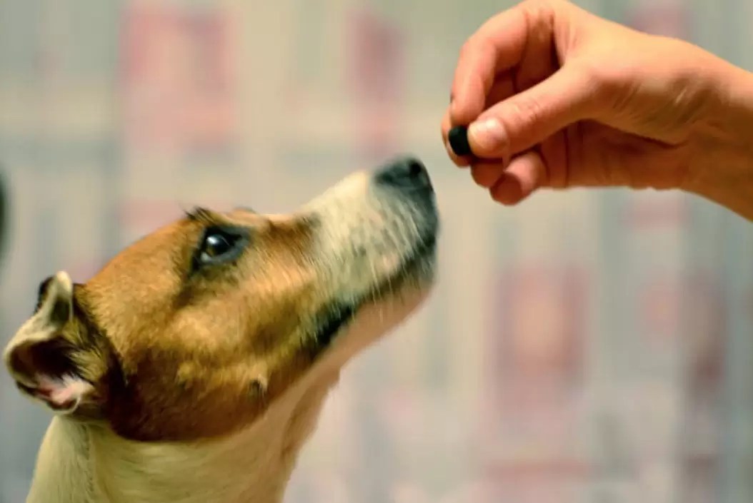 Painkillers for Dogs Never Give the Dog Aspirin!