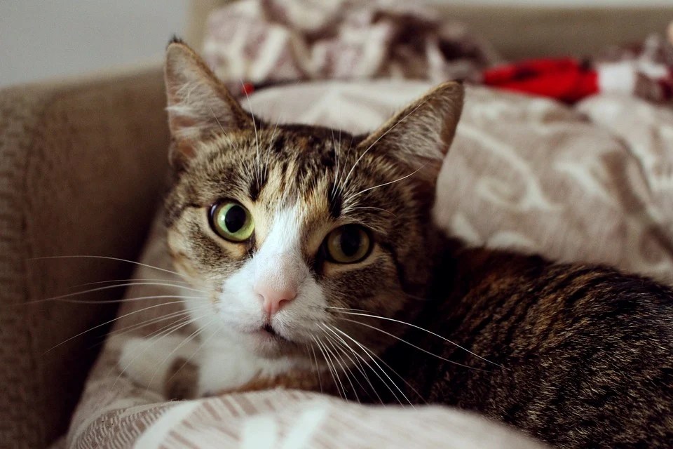 Everything You Need to Know About Cat Aids and FIV