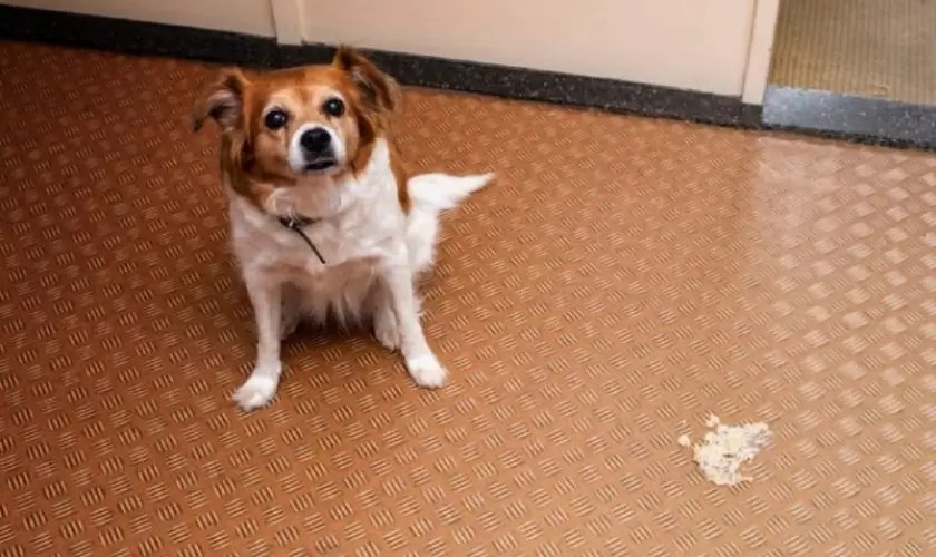 Vomiting in Dogs Home Remedies That Help