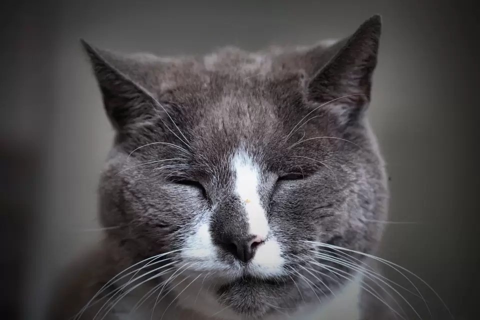 Dementia in Cats Identifying and Treating the Disease