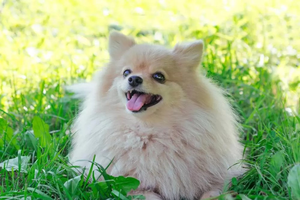 My Dog Has Eaten Plastic What Can I Do?