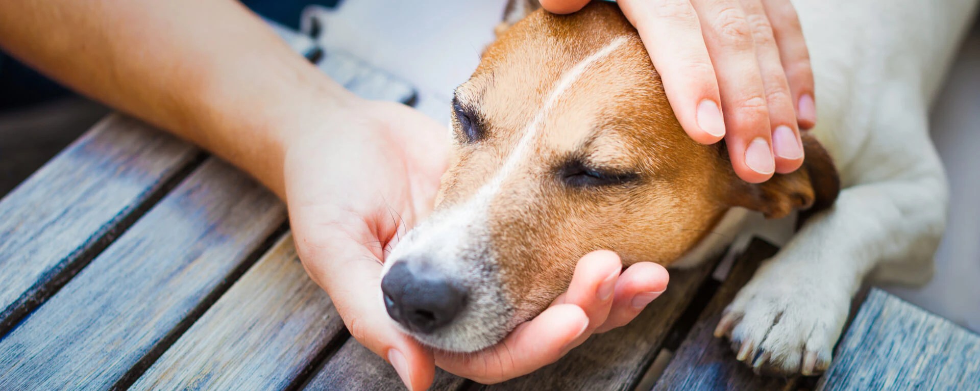 Can I Strengthen the Dog's Immune System With Colostrum?