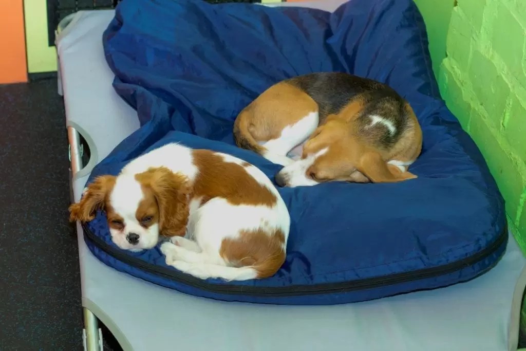 How Long Do Dogs Sleep?