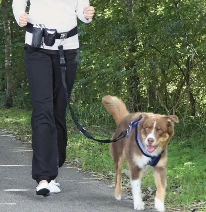 Jogging with Dogs