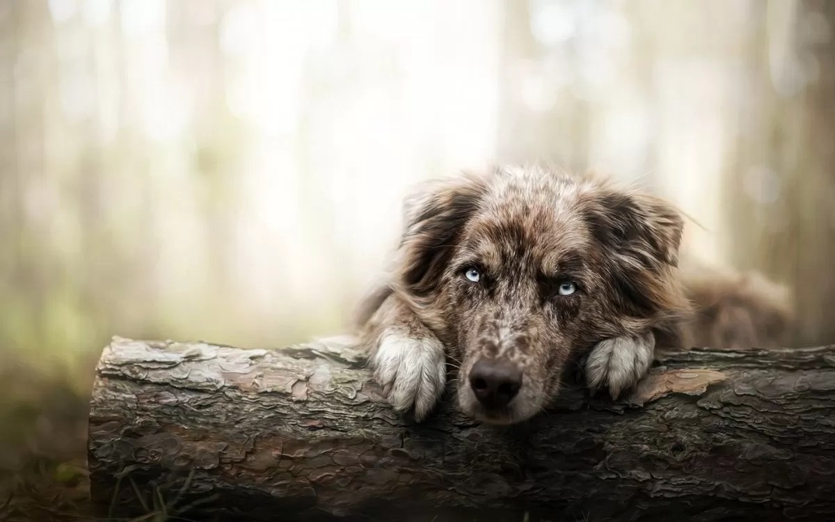 Herniated Disc in Dogs