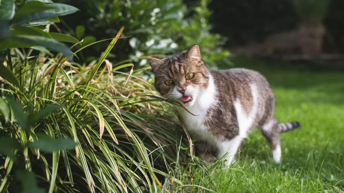 Help, My Cat is Peeing on the Carpet!