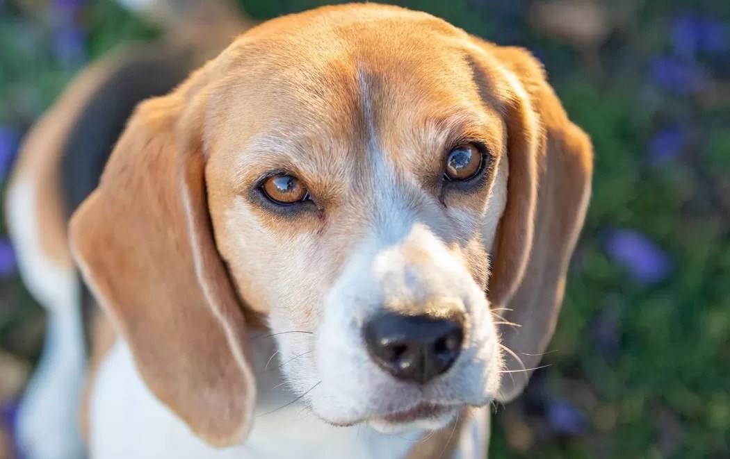 The 10 Most Popular Hunting Dog Breeds