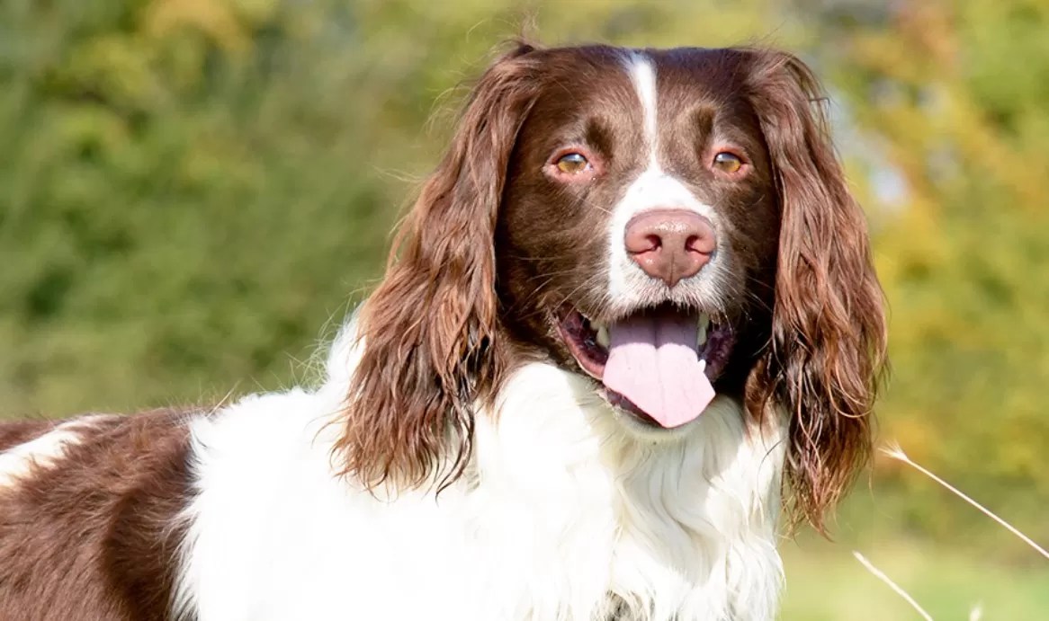 The 10 Most Popular Hunting Dog Breeds