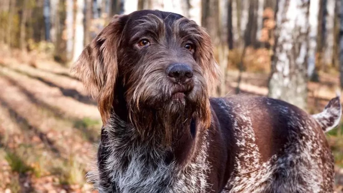 The 10 Most Popular Hunting Dog Breeds