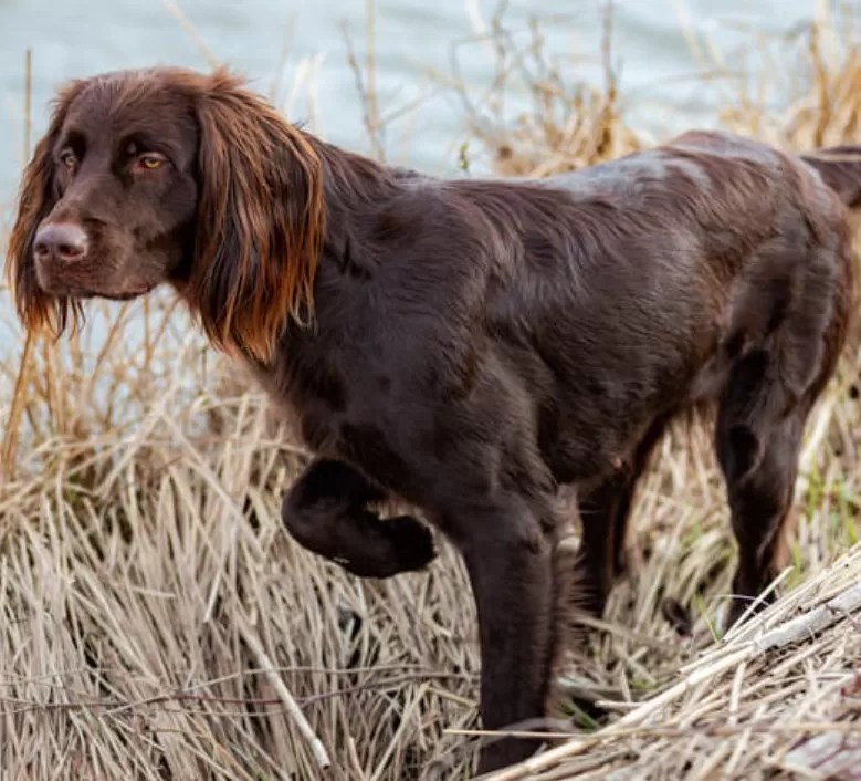 The 10 Most Popular Hunting Dog Breeds