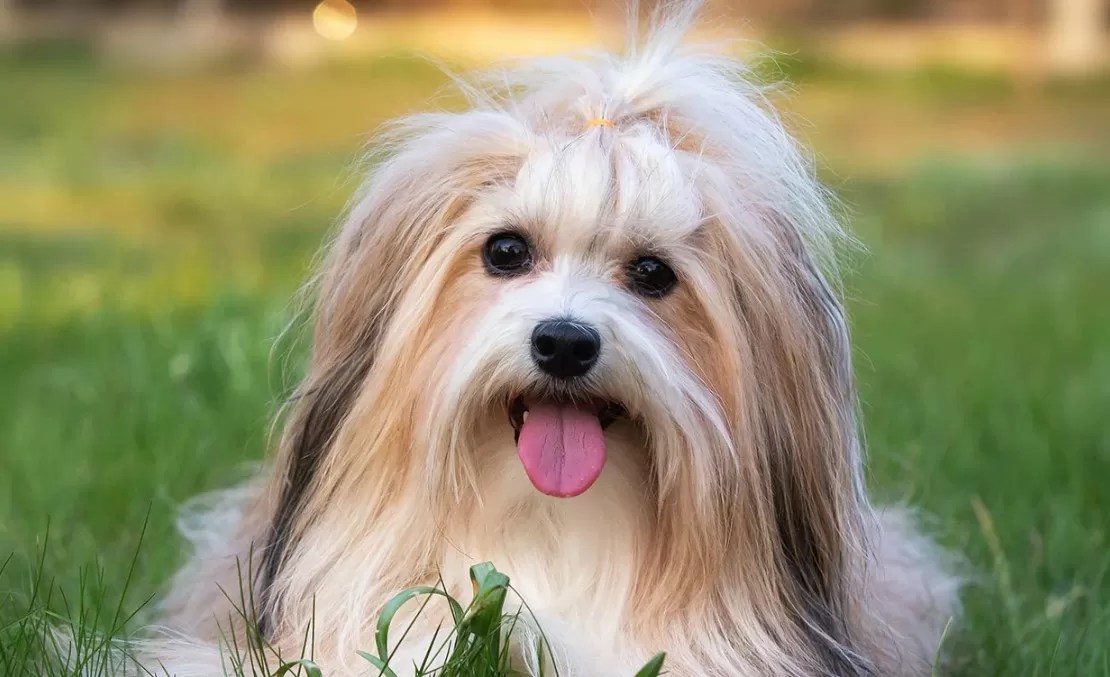 Which Dogs Belong To The Toy Group Of Dogs? (Part 5)