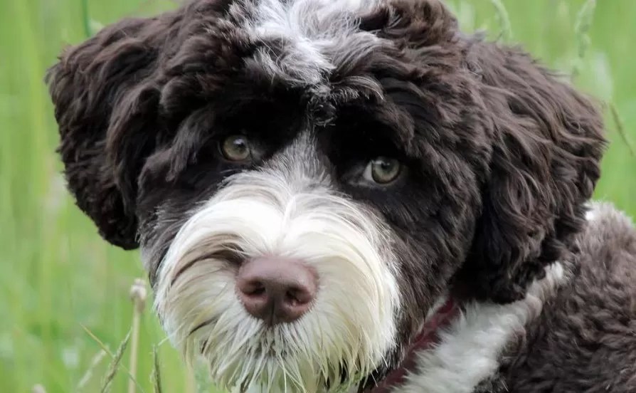 100 Must Read Books About Portuguese Water Dogs