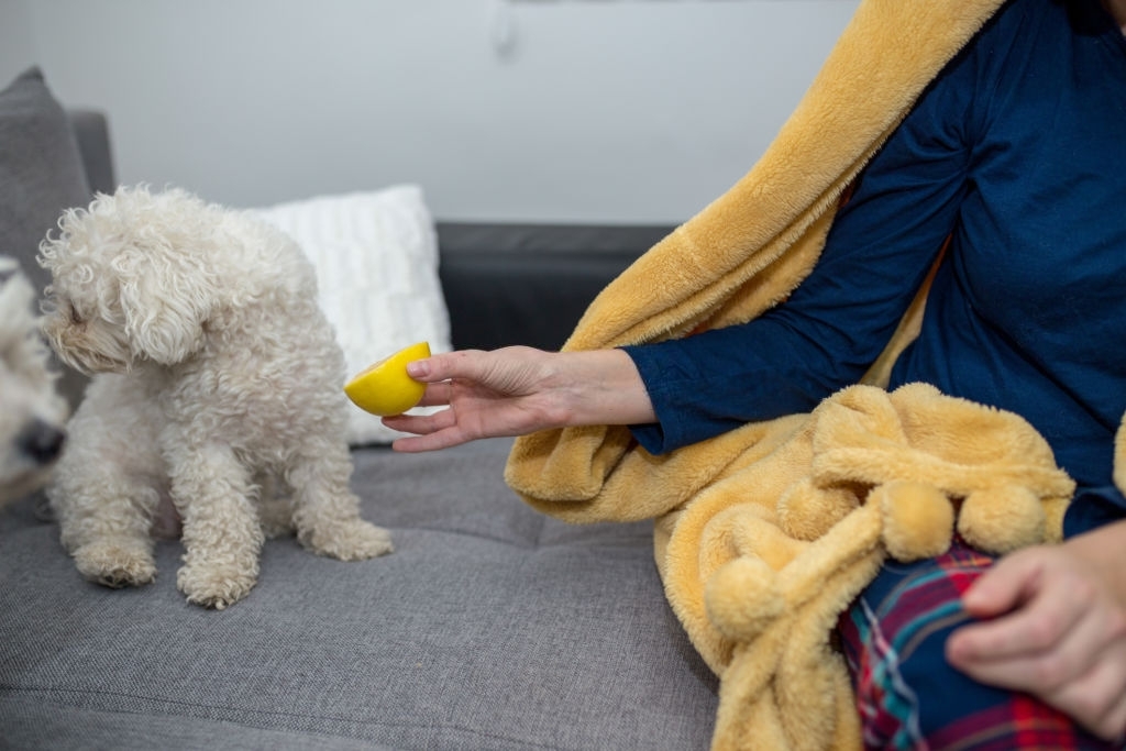 Do Dogs Eat Lemons? US News Breaking Today