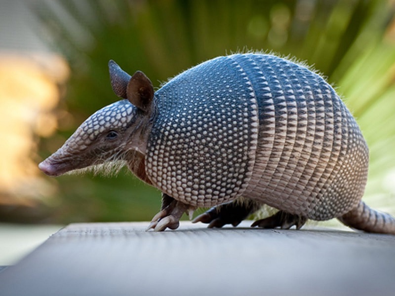 What do armadillos eat? Everything about their diet Buzzy Moment
