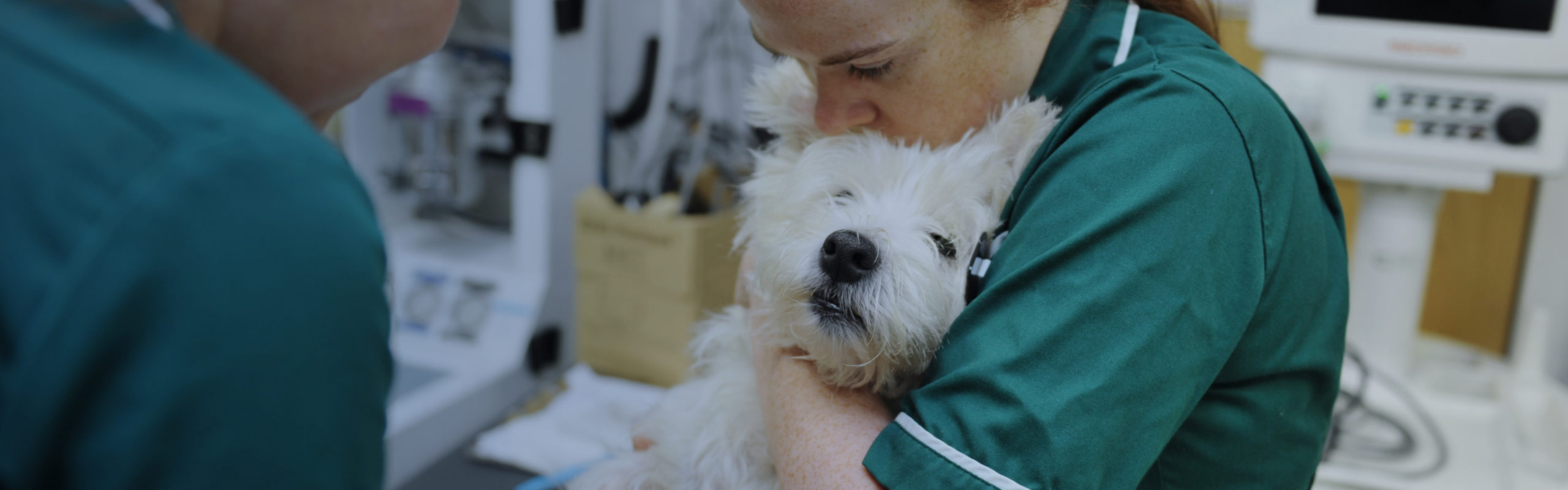 VN Educators Network Enquiry British Veterinary Nursing