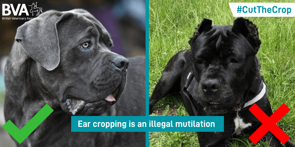 Action to end the import of dogs with cropped ears! BVNABritish