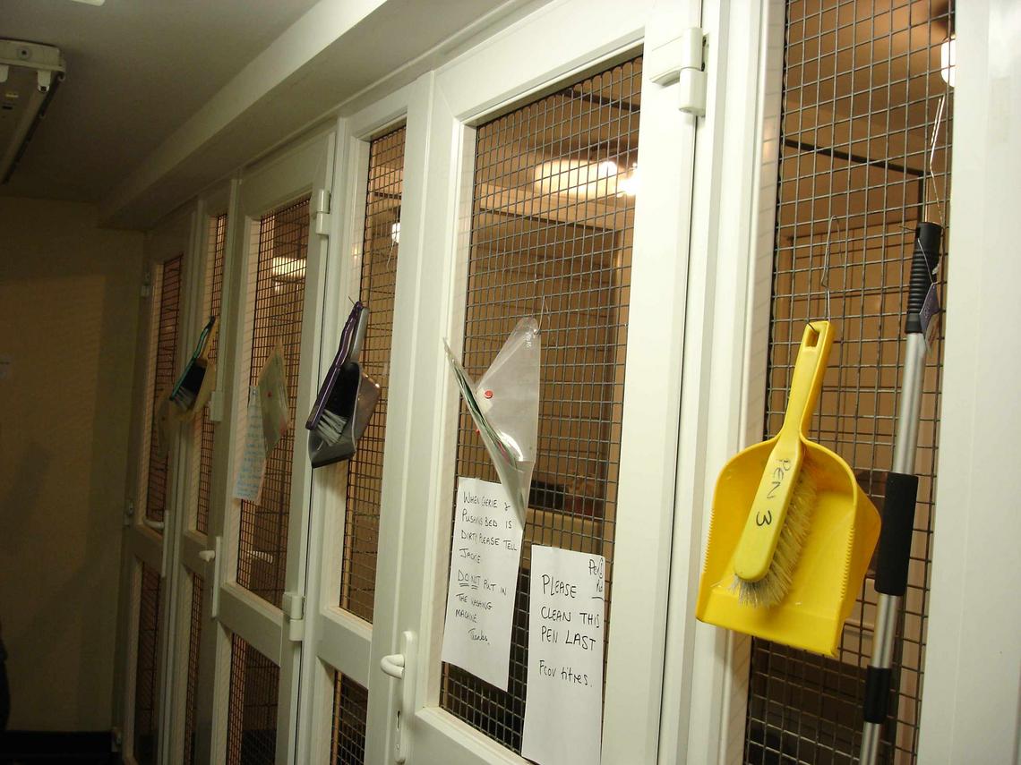 Feline infectious peritonitis answers to frequently asked questions concerning FIP and