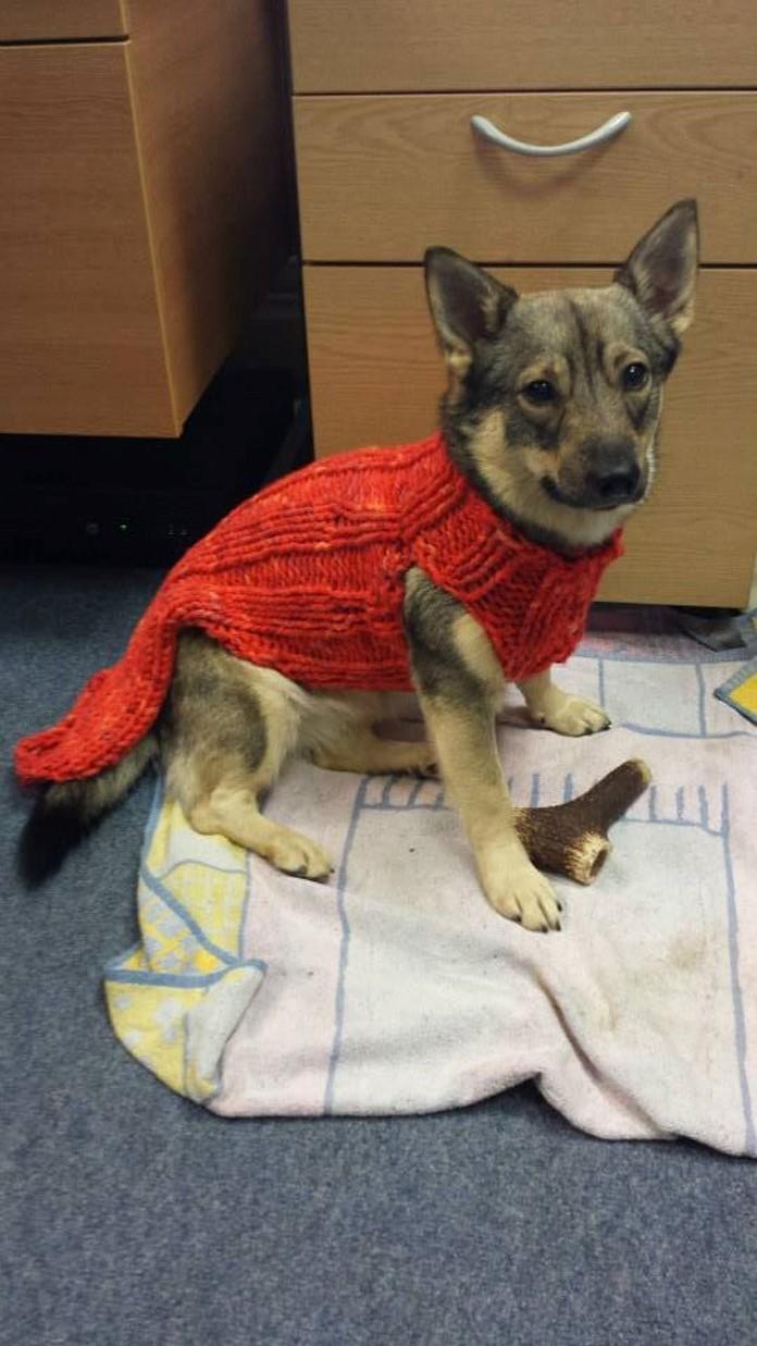 Jumpers, jumpers and more jumpers by Kathy Challis British Veterinary