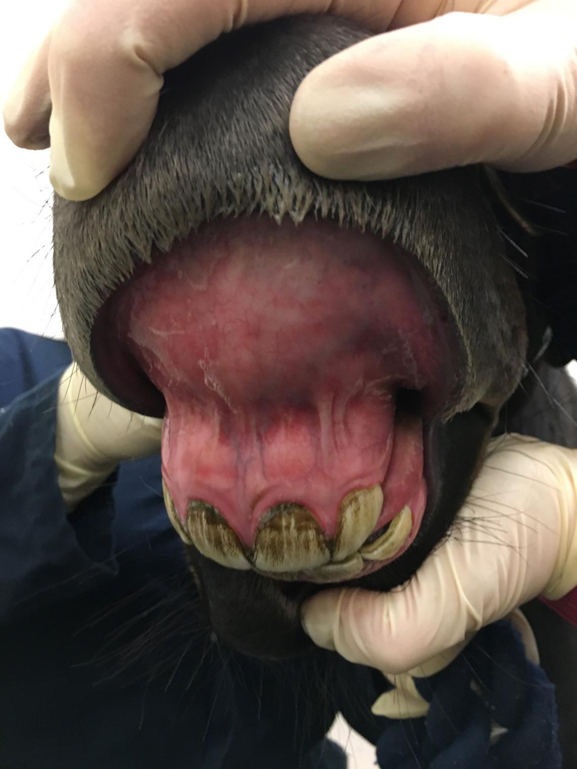 Treating systemic shock in adult equine patients by Veronica Brandel
