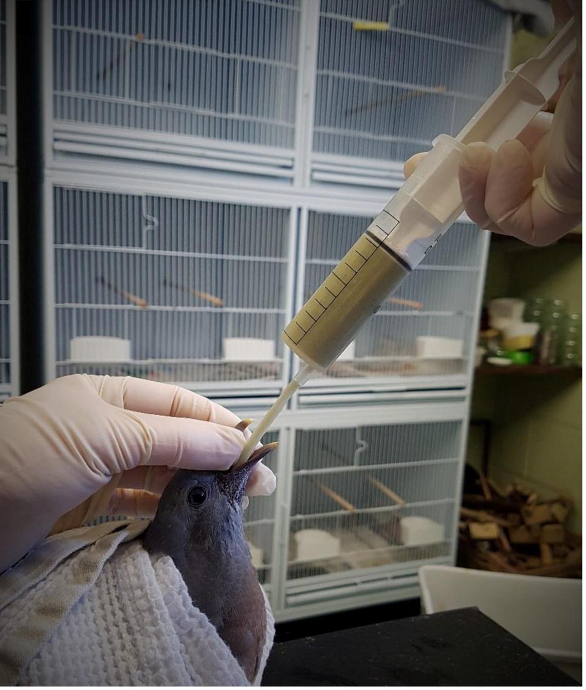 Dispense some care to the wild side by Nicola Louise Ryan British