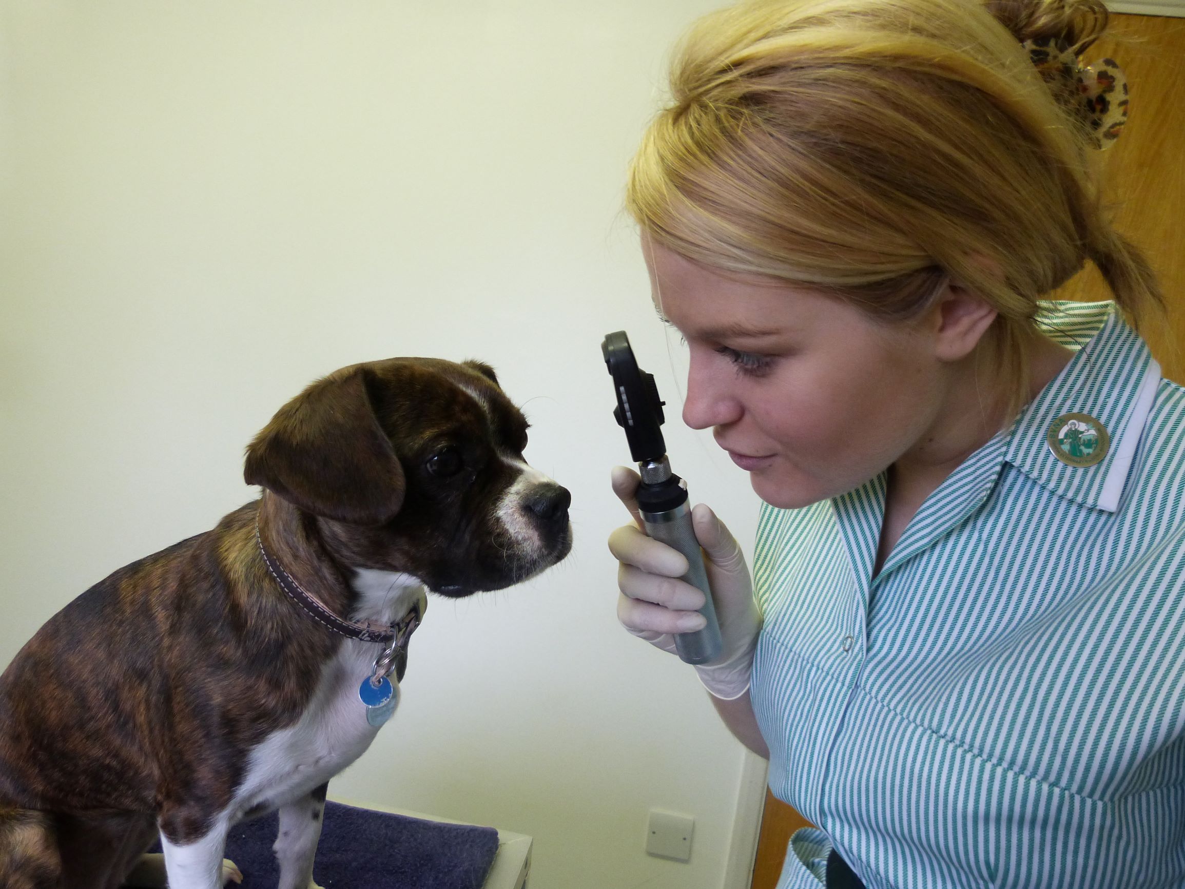 Making your first step into veterinary nursing the essential role of
