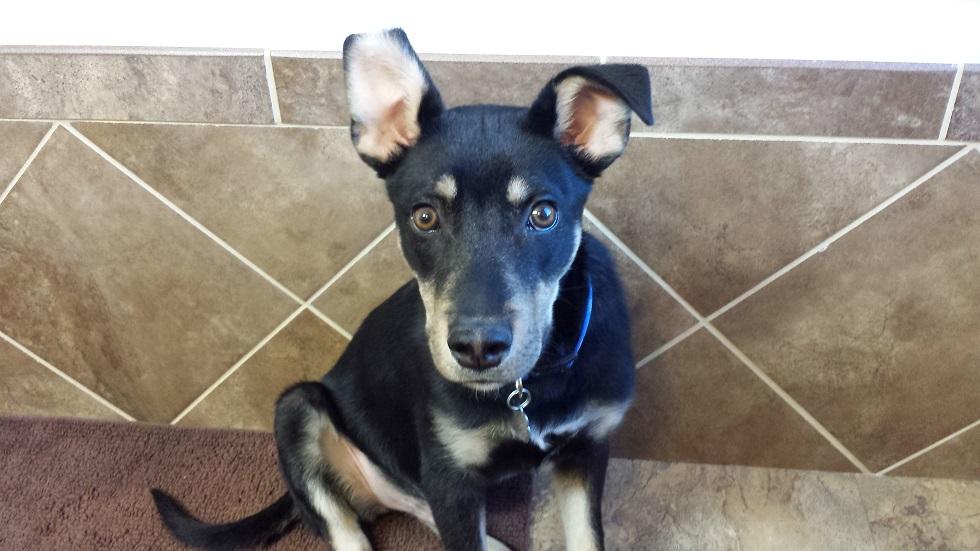 Why pets should be allowed in the residence halls The Tack Online