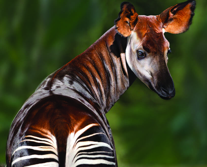 2023 March Mammal Madness BV Tiger News