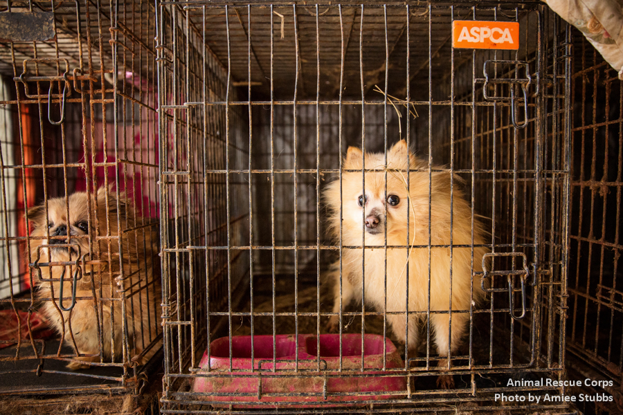 Want to adopt a recently rescued pet? Murfreesboro News