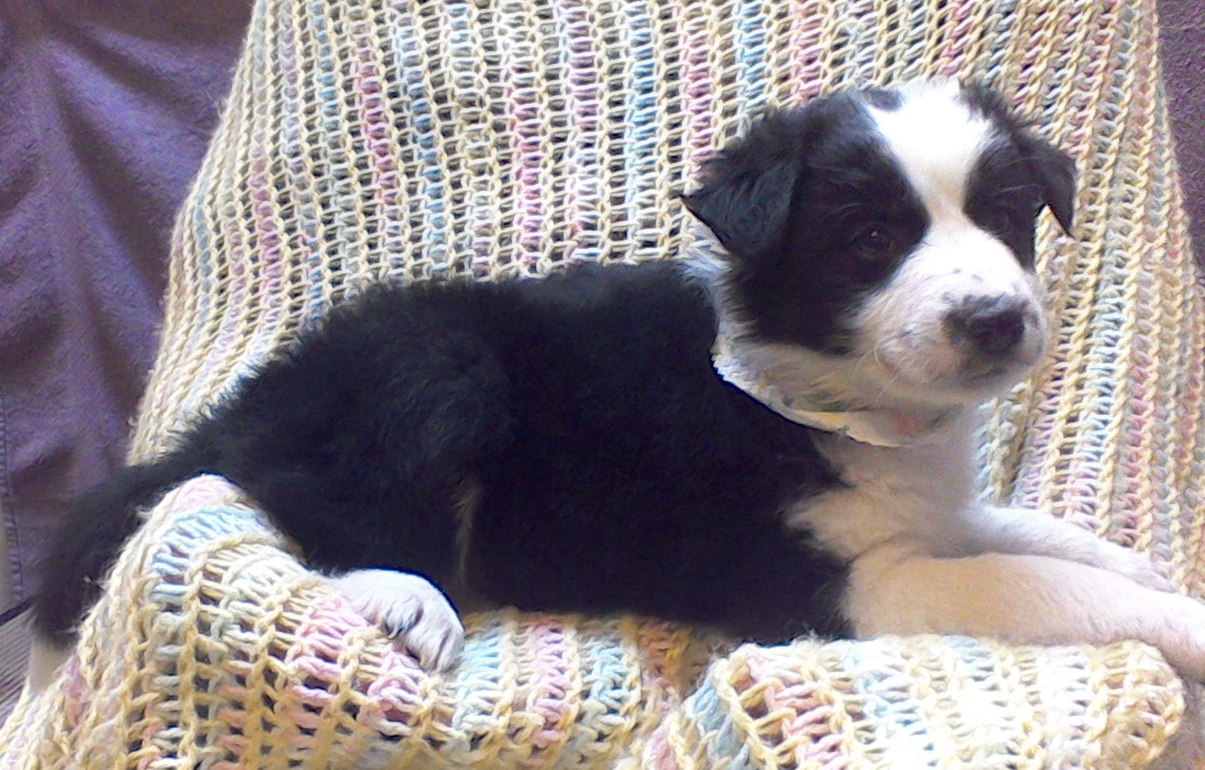 Border Collie/Aussie mix female 8 weeks 32515 250.00