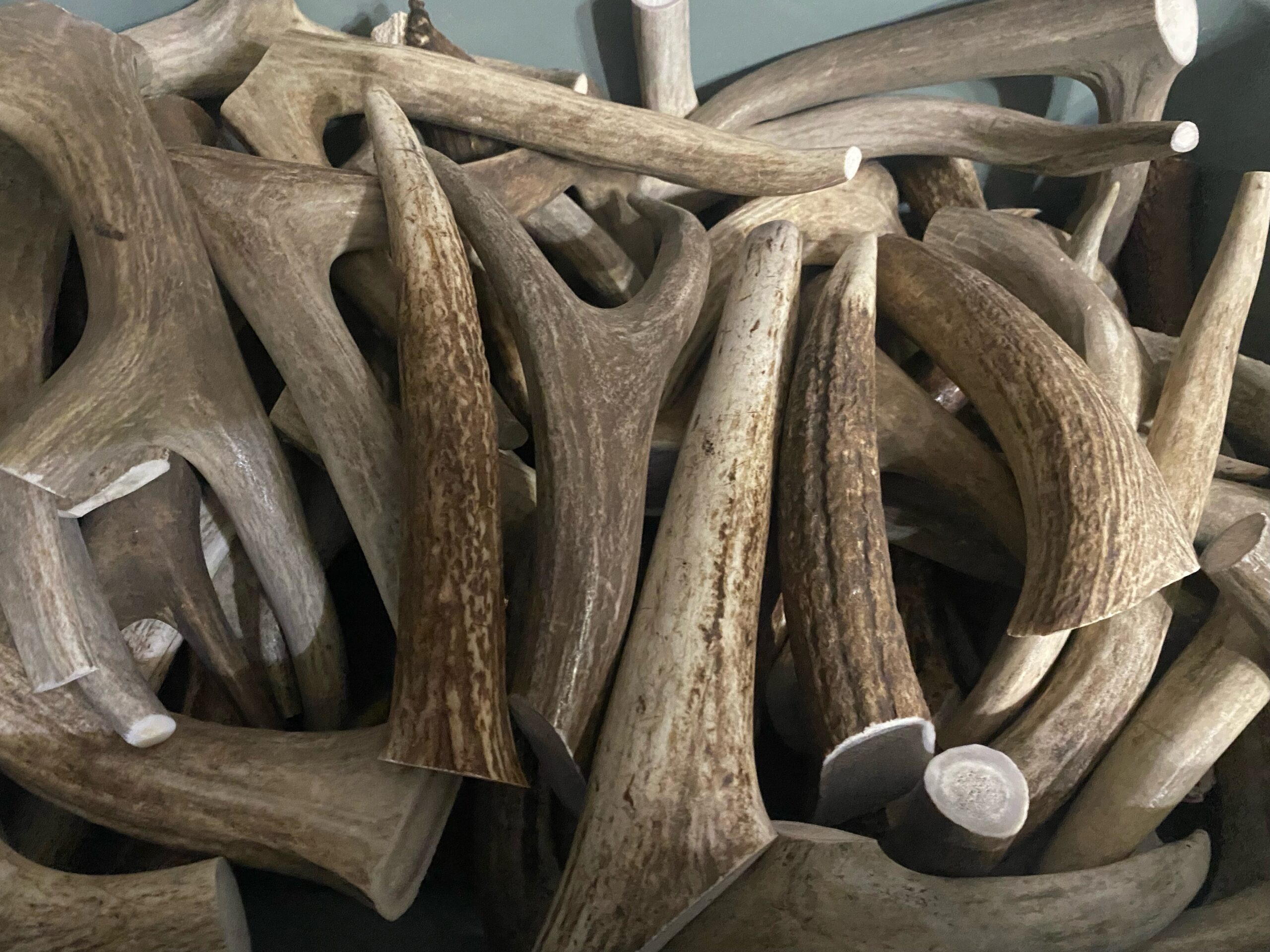 Premium Elk Antler BW Antlers