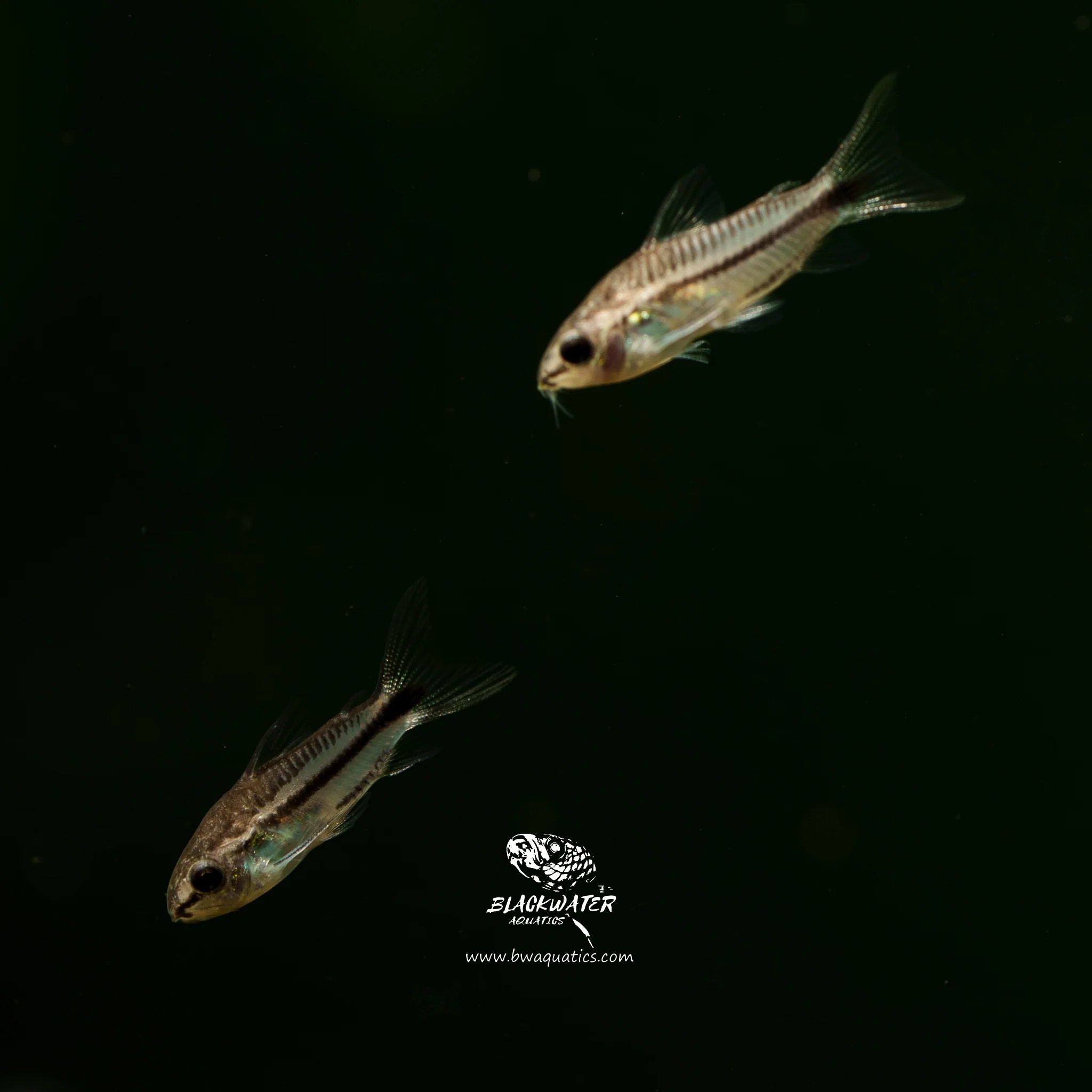 Corydoras Pygmaeus Pygmy cory BWAquatics
