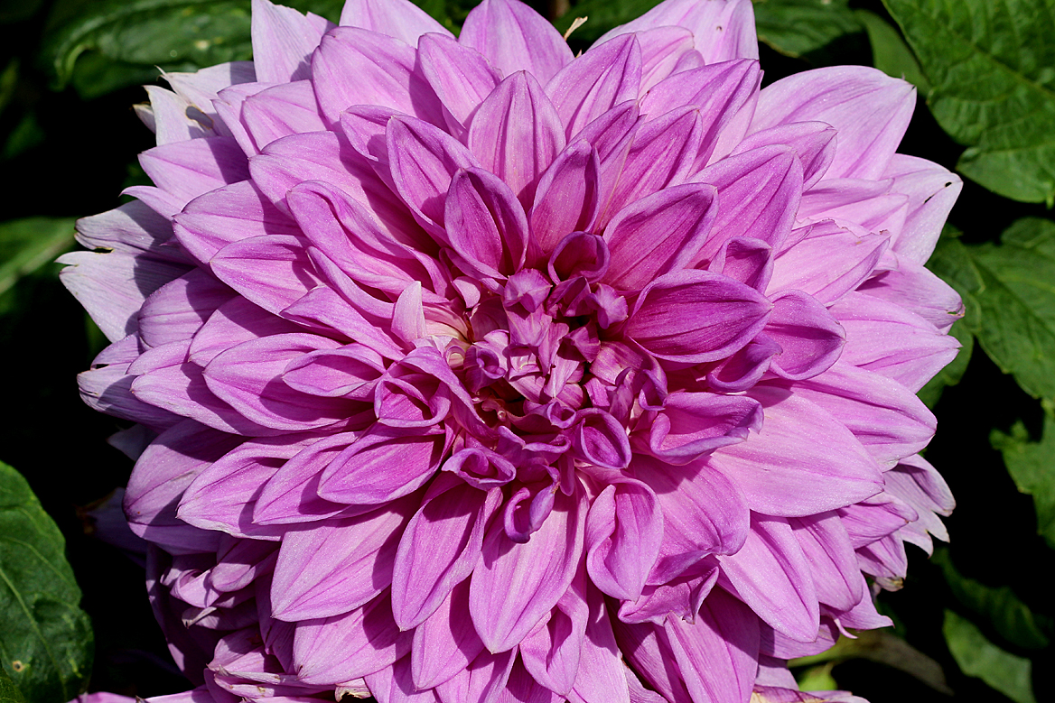 Symmetry Back Yard Biology