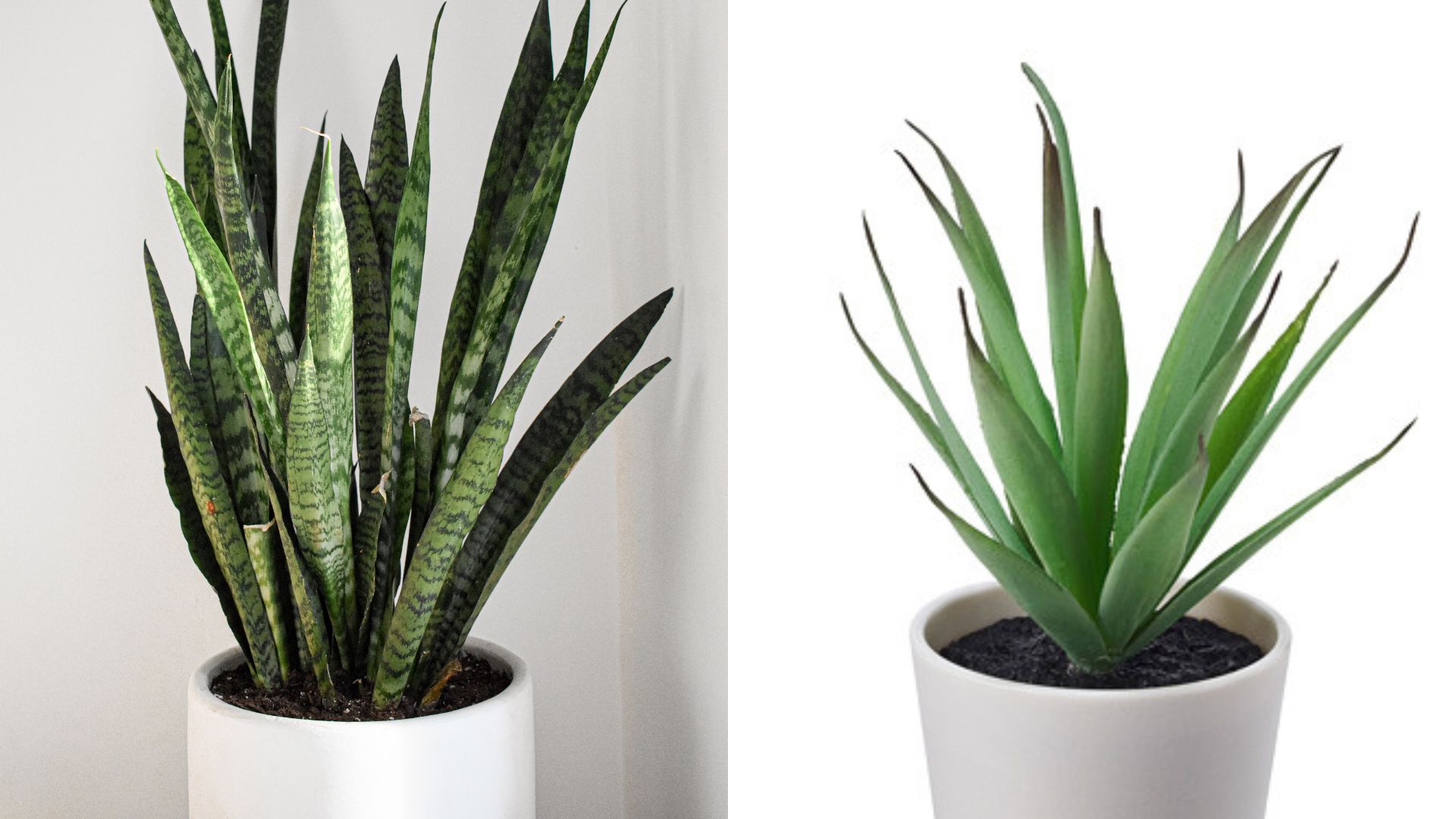 Indoor Plants vs. Artificial Plants By Design