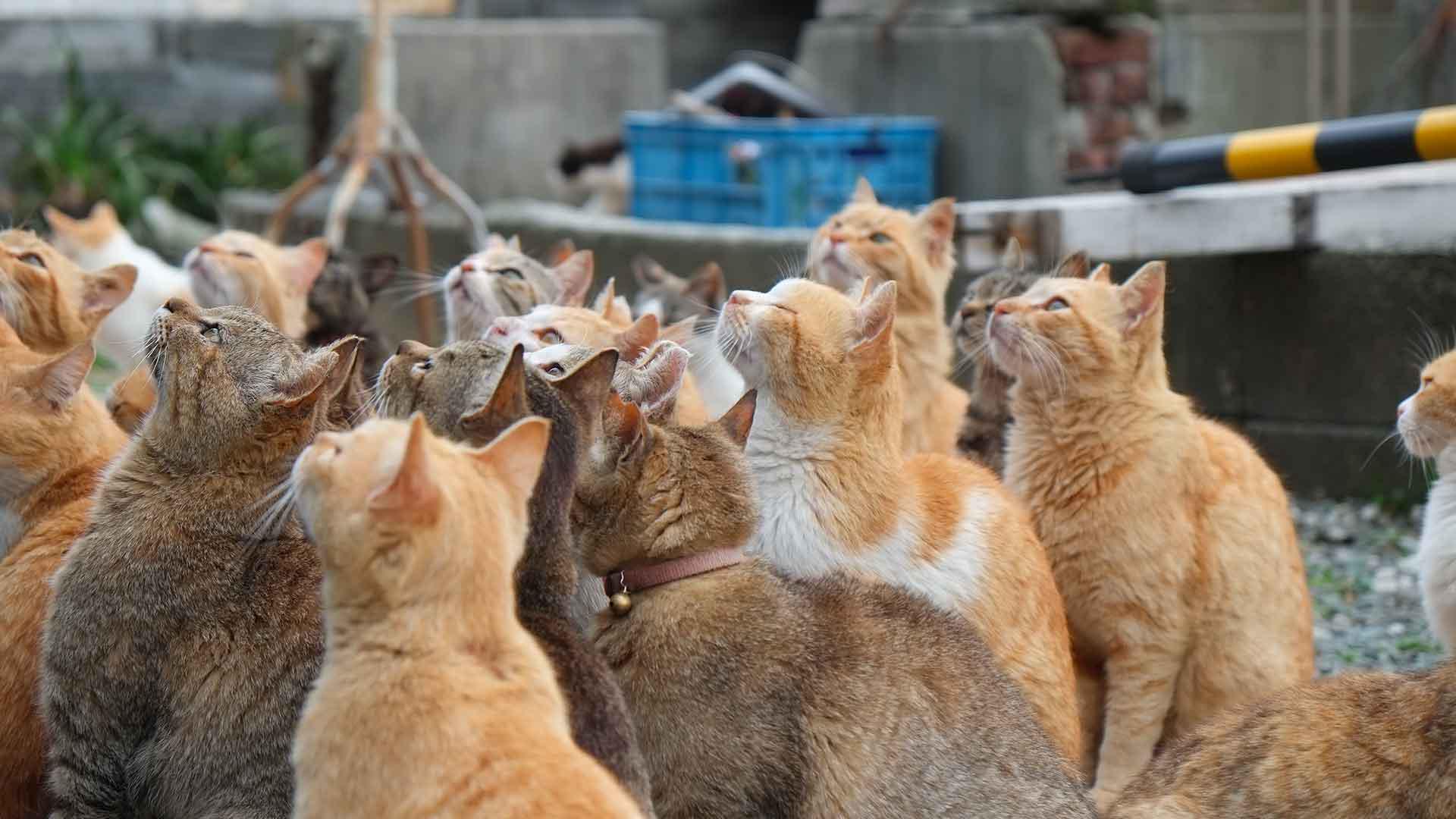 Cat Island (Aoshima) Food Experiences & Restaurants byFood