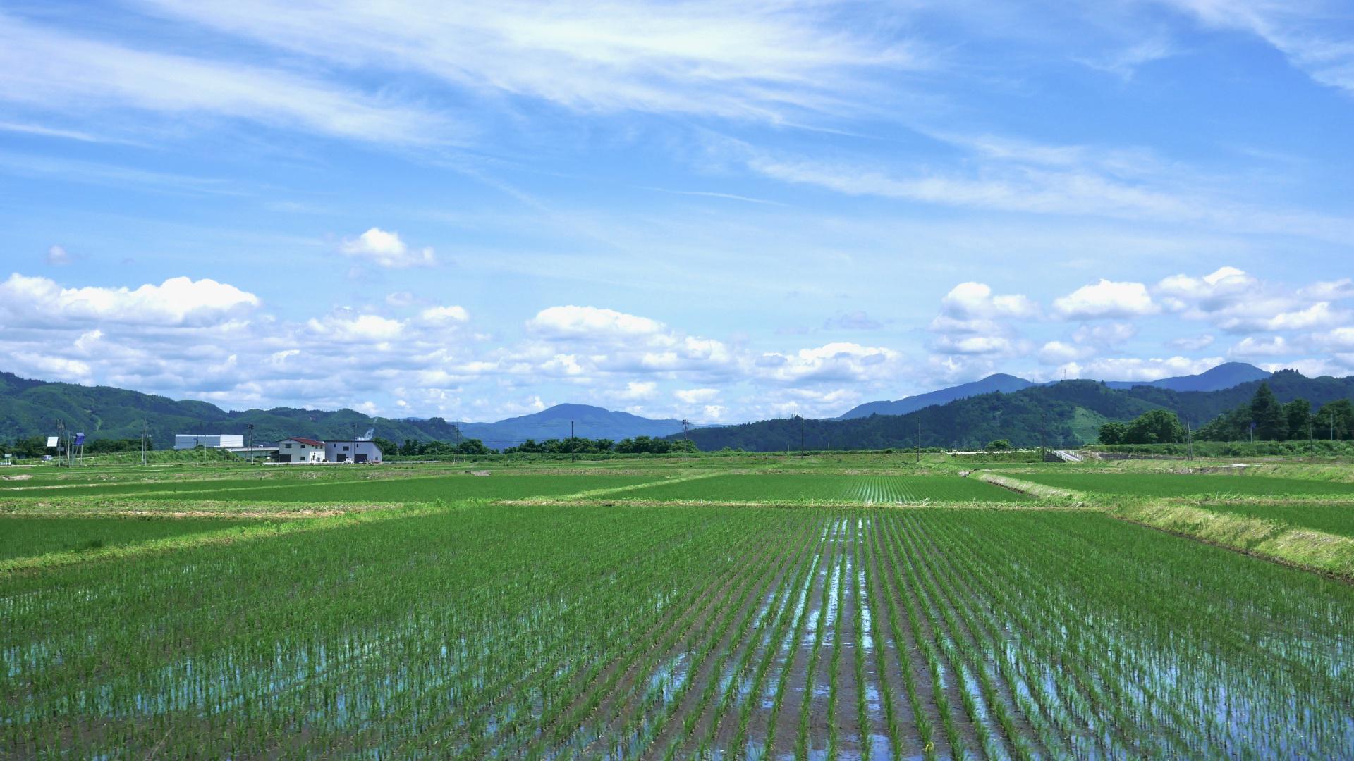 What to Eat in Niigata The Prefecture of Rice and Sake byFood