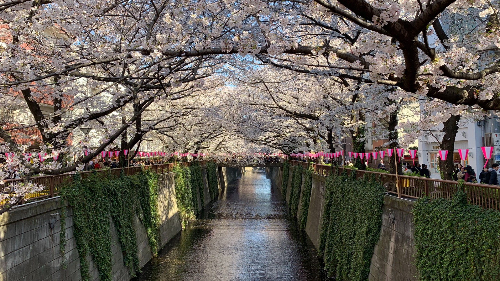 Tokyo's Biggest Cherry Blossom Festival is in Nakameguro byFood