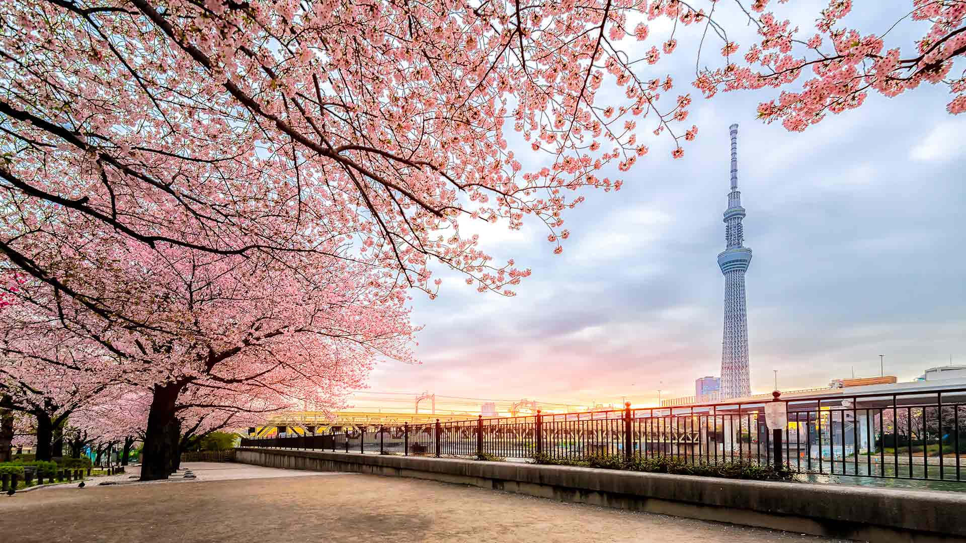 14 Best Places To See Cherry Blossoms in Tokyo