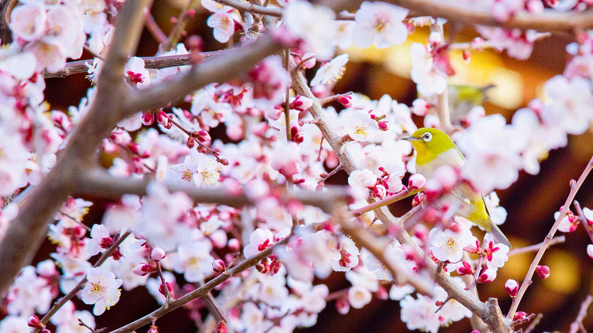 Ume in Tokyo The Japanese Plum Blossom byFood