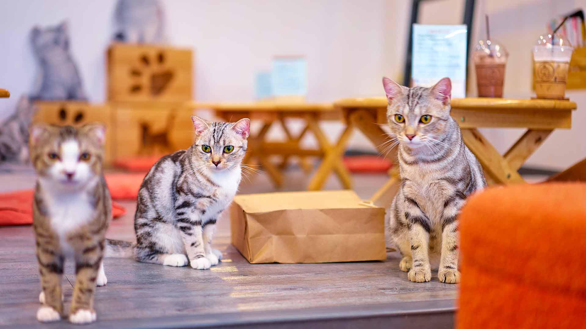 5 Cat Cafes in Tokyo The Purrfect Companion byFood