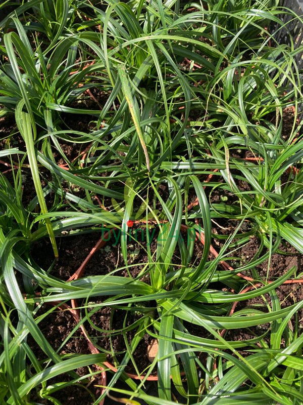 Turzyca 'Ribbon Falls' Carex 'Ribbon Falls' byliny24