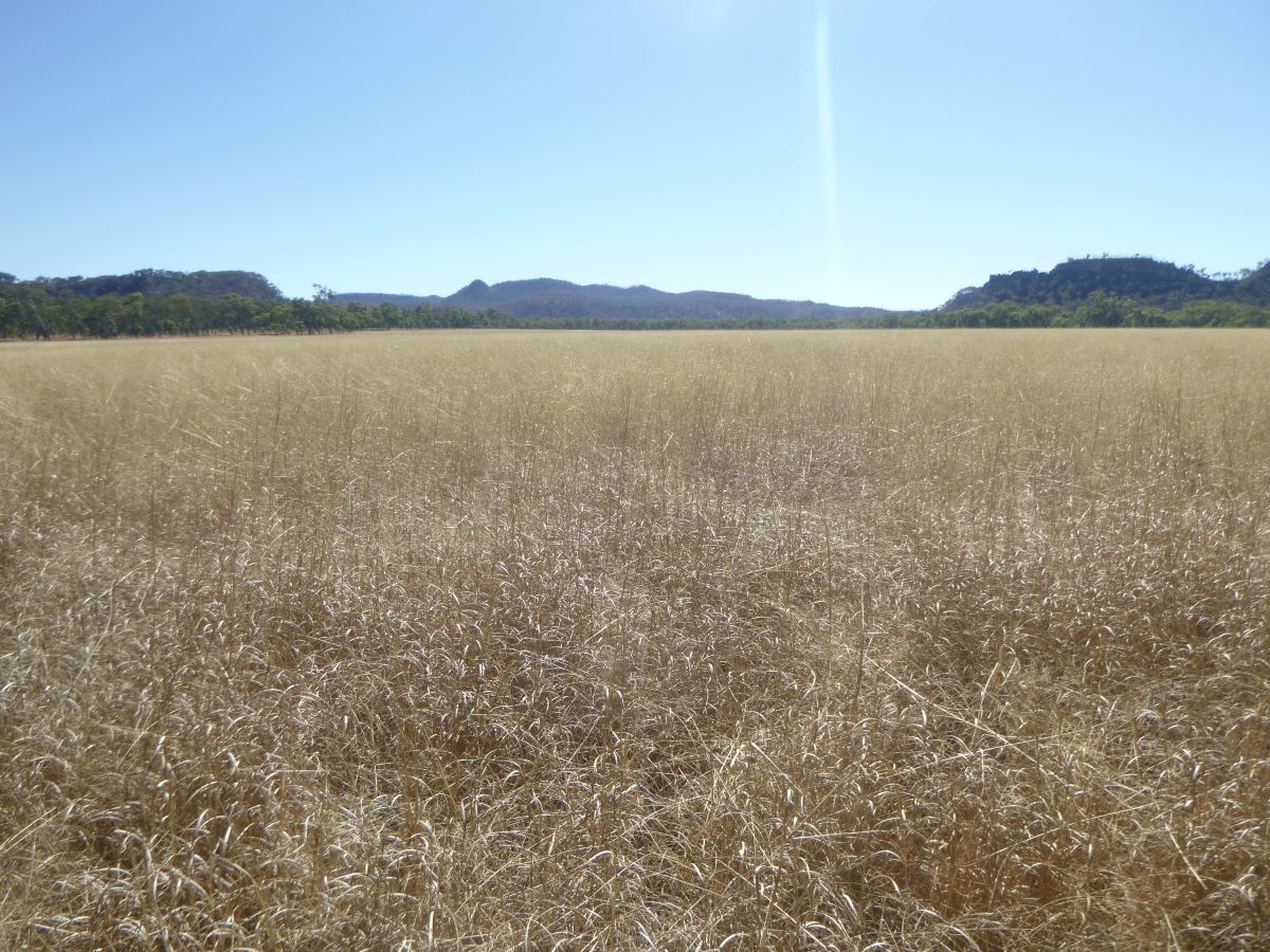 Mt Moffatt Section , Carnarvon National Park. by map and compass