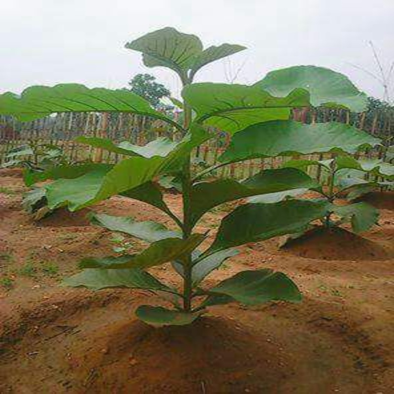 Teak Plant ByPlants