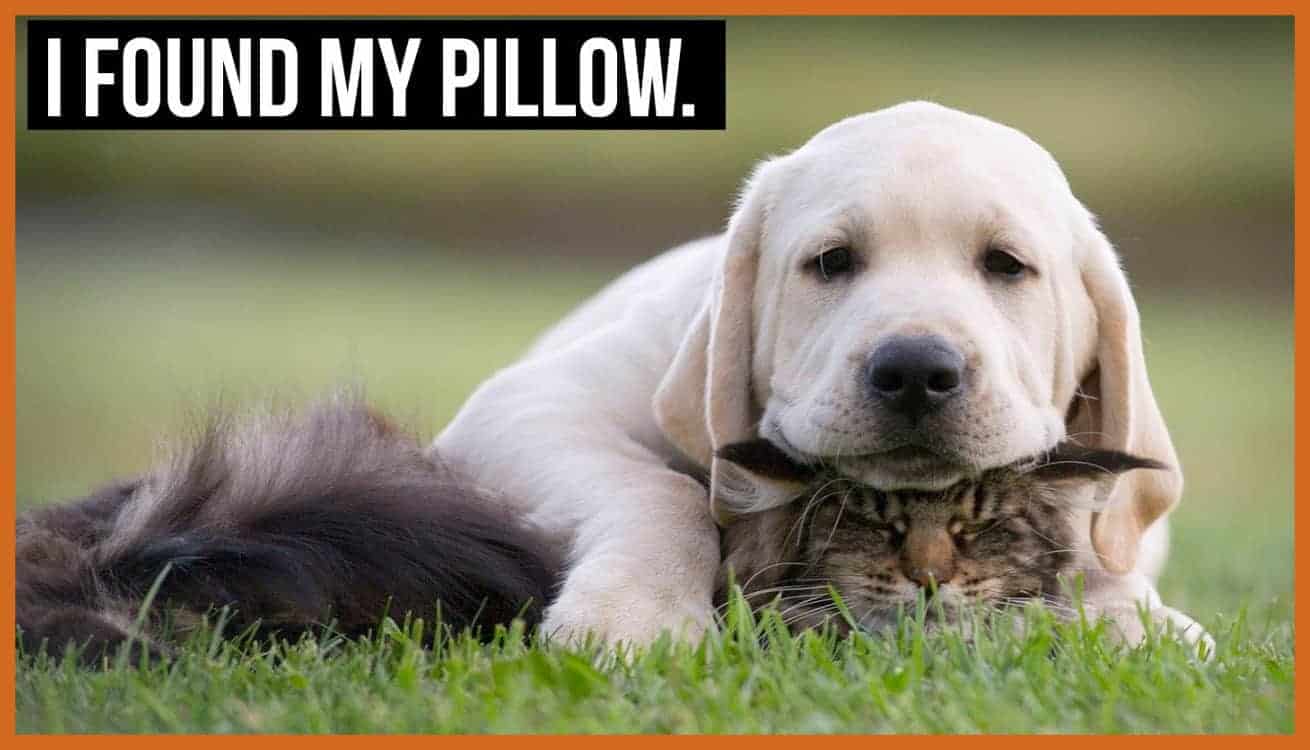 Day Brightener Dogs Guaranteed to Cheer You Up