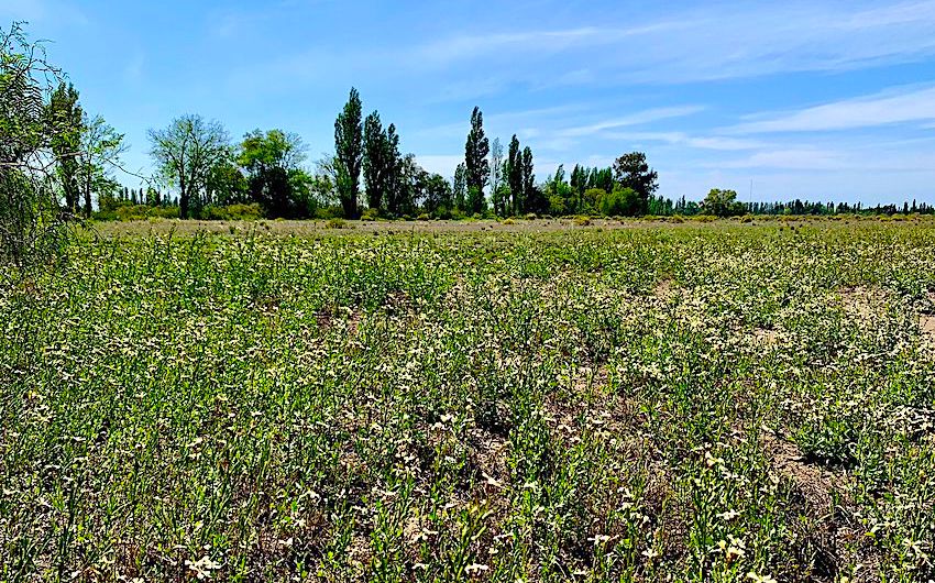 Level Farmland with Great View for Sale in San Rafael, Argentina