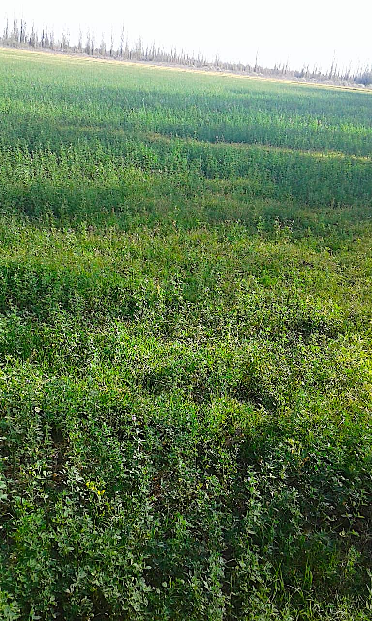 Argentina Vineyard, Farms, Land & Real Estate for Sale in Mendoza